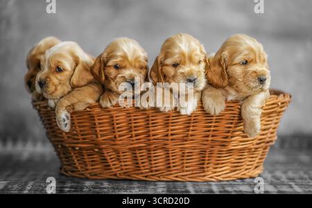 Fünf kleine Labrador-Welpen in einem Korb, süß, flauschig, verspielt und herzerwärmend. Stockfoto