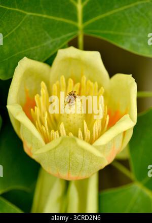 Der amerikanische Tulipbaum (Liriodendron tulipifera) blüht in detaillierter Nahaufnahme auf einem jungen Frühlingsprojekt, auch bekannt als Tulpenpappel oder Gelbpappel Stockfoto