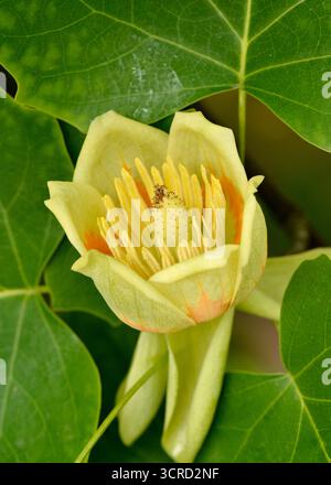 American Tuliptree oder Liriodendron tulipifera Blume Jungfrühlingsprossen mit detaillierter Nahaufnahme seiner Tulpenblüte Stockfoto