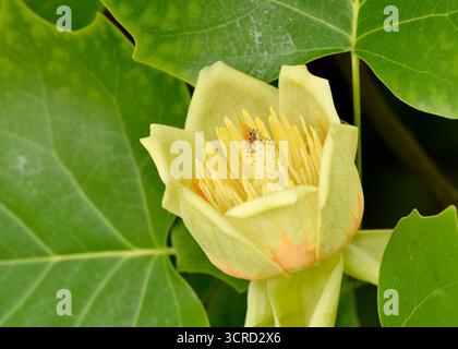 Amerikanischer Tulipbaum Liriodendron tulipifera Jungfrühlingshalter tulpenförmige Blüte Stockfoto