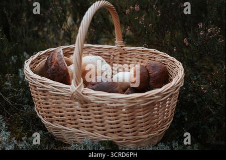 Traditioneller Korb gefüllt mit frisch geernteten Pilzen wie Boletus edulis und Boletus Pinophilus (Pinienbolete) auf bewaldetem Boden Stockfoto