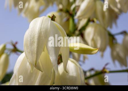 Yucca gloriosa blühende Pflanze, Nahaufnahme der weißen Blütenblätter. Stockfoto
