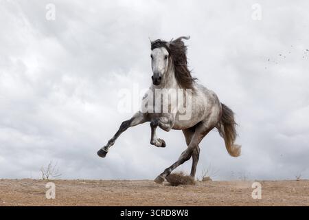 Das andalusische Pura Raza Espaola (Pura Raza Espaola) ist eine alte Rasse von der iberischen Halbinsel in Spanien und eng mit dem Lusitano verwandt. Stockfoto