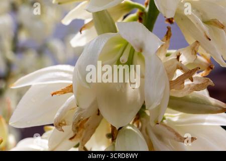 Yucca gloriosa blühende Pflanze, Nahaufnahme des Inneren der weißen Blume. Stockfoto