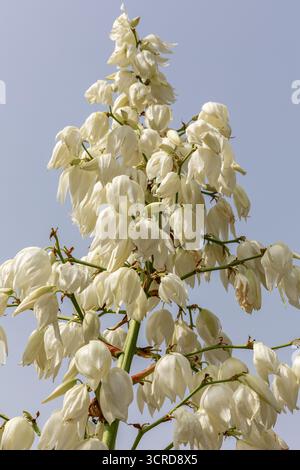 Yucca gloriosa blühende Pflanze, Blick auf einen hohen Stamm voller weißer Blüten vor blauem Himmel. Stockfoto
