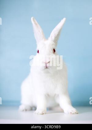 Ein weißes neuseeländisches Kaninchen mit roten Augen Stockfoto