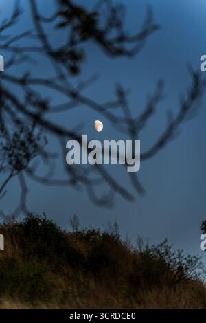Half Moon Rising in the Evening Sky, eingerahmt von Silhouetten von Baumzweigen über einem Hügel mit natürlichem Dämmerungsambiente Stockfoto