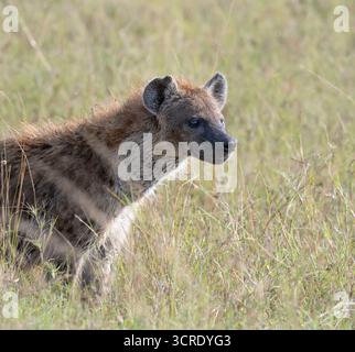 Gefleckte Hyena (Crocuta crocuta) im Savanna Grasland des Maasai Mara National Park, Kenia Stockfoto