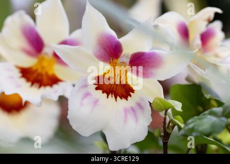 Makrofoto (Nahaufnahme) von Miltoniopsis oder Stiefmütterchen-Orchideen in der Sorte Arthur Cobbledick Springtime. Stockfoto
