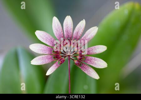 Makroaufnahme einer rosafarbenen Blume auf einer Bulbophyllum-Orchidee mit grünen Blättern im Hintergrund. Stockfoto