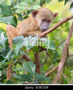 Playng Babys des gelben Pavians (Papio cynocephalus), Shimoni, Kenia Stockfoto