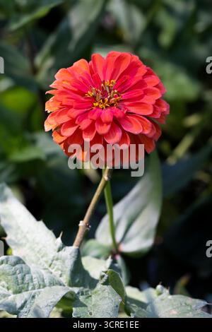 Eine rote Zinnienblume (Zinnia elegans), die in einem Garten wächst. Stockfoto