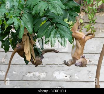 Playng Babys des gelben Pavians (Papio cynocephalus), Shimoni, Kenia Stockfoto