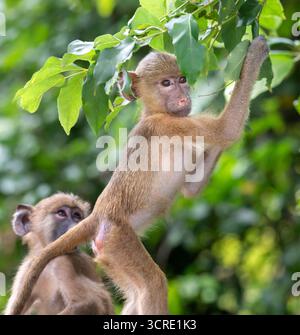Playng Babys des gelben Pavians (Papio cynocephalus), Shimoni, Kenia Stockfoto