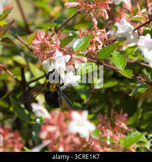 Eine östliche Tischlerbiene sammelt morgens Pollen aus Blumen Stockfoto