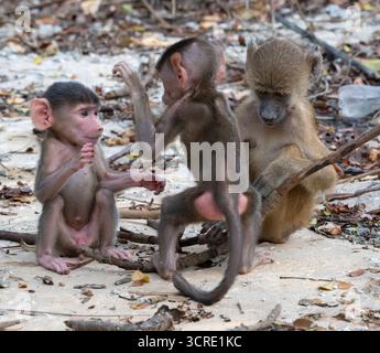 Playng Babys des gelben Pavians (Papio cynocephalus), Shimoni, Kenia Stockfoto