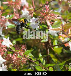 Eine östliche Tischlerbiene sammelt morgens Pollen aus Blumen Stockfoto