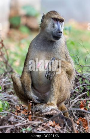 Weiblicher gelber Pavian (Papio cynocephalus), Shimoni, Kenia Stockfoto