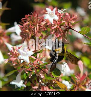 Eine östliche Tischlerbiene sammelt morgens Pollen aus Blumen Stockfoto