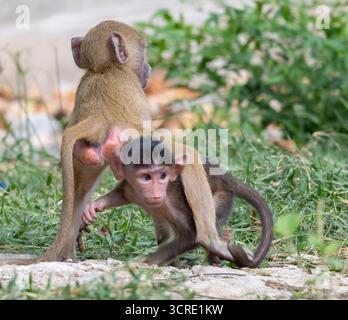 Playng Babys des gelben Pavians (Papio cynocephalus), Shimoni, Kenia Stockfoto