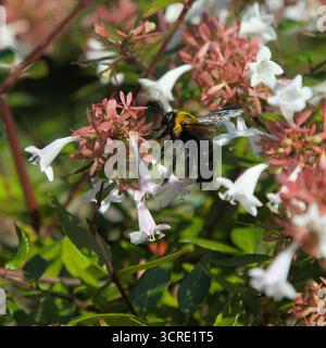 Eine östliche Tischlerbiene sammelt morgens Pollen aus Blumen Stockfoto
