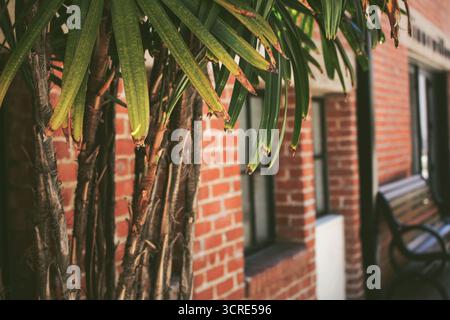 Ein Blick auf eine Palmenfront vor einer rustikalen Ziegelfassade, in einer urbanen Umgebung, als Hintergrund. Stockfoto