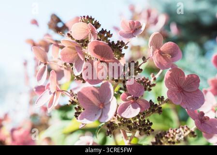 Nahaufnahme rosafarbener Hortensie-Blüten in sanftem Sonnenlicht, mit zarten Blütenblättern und natürlicher Textur. Heller und traumhafter floraler Hintergrund in einem Garten, Stockfoto