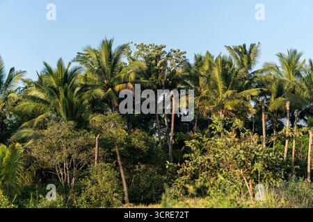 Eine Reihe üppiger tropischer Kokospalmen unter einem hellblauen Himmel, die Sommer, Natur und tropische Landschaften symbolisieren. Stockfoto