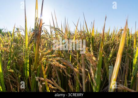 Makroaufnahme von Reifen goldenen Reisstielen, die im Sonnenlicht leuchten, mit verschwommenem grünen Reisfeld und klarem blauem Hintergrund. Stockfoto