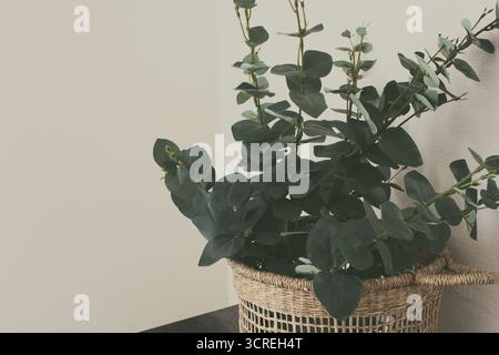Eine Ansicht eines Eukalyptuszweigs in einem Korb, an einer leeren weißen Wand, auf der rechten Seite des Rahmens. Stockfoto