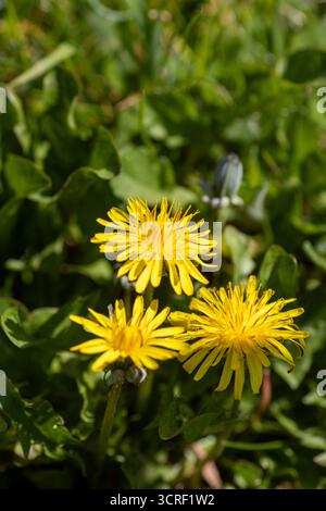 Leuchtend gelbe Löwinenblumen (Taraxacum officinale) isoliert auf einem natürlichen grünen Hintergrund Stockfoto