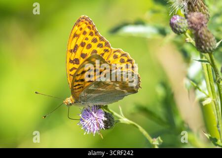 In atemberaubendem Detail: Ein schöner fritillarischer Schmetterling thront anmutig auf einer leuchtenden lila Distelblume, beleuchtet von den weichen, goldenen s Stockfoto