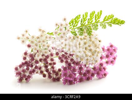 Rosa und weiße Schafgarbenblüten isoliert auf weißem Hintergrund Stockfoto