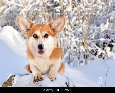 Pembroke Waliser Corgi vor dem Winterhintergrund Stockfoto