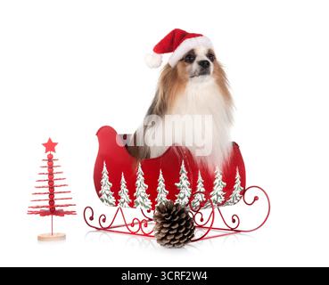 Papillon Hund vor weißem Hintergrund Stockfoto
