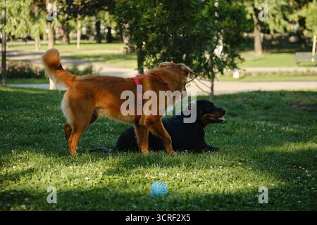Nova Scotia Duck Tolling Retriever steht mit einem anderen Rottweiler-Hund auf dem Gras im Park. Zwei Hunde, die im Freien ruhig laufen. Stockfoto