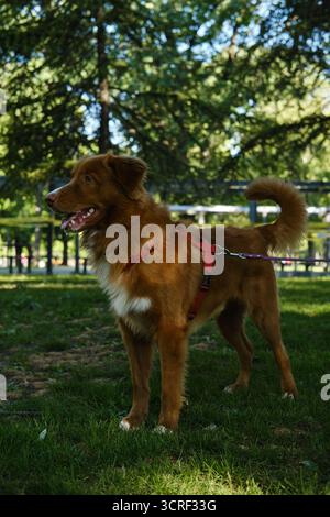 Nova Scotia Duck Tolling Retriever, der mit der Leine auf dem Gras steht, aufmerksam ist und in die Ferne blickt. Stockfoto