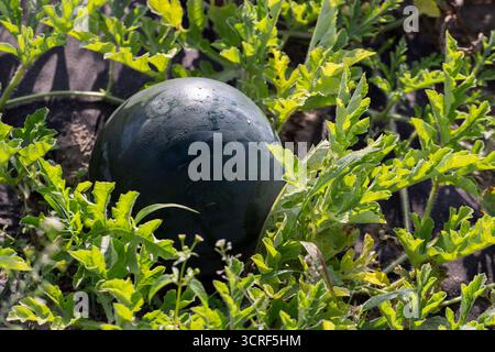 Eine kleine runde grüne Wassermelone auf einem Trockenfeld während des Herbstkältens, eine kleine grüne Wassermelonenfrucht auf dem Feld vor der Ernte Stockfoto
