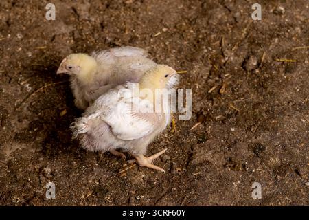 Huhn beim Wechsel von Flausen zu Federn Close Up, eine Geflügelfarm, in der Hühner zur Herstellung von Fleischprodukten aufgezogen werden Stockfoto