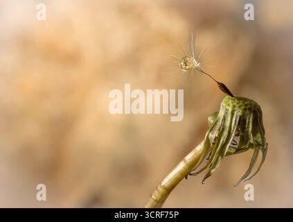 Der letzte Löwenzahnsamen auf einem Löwenzahnstiel Stockfoto