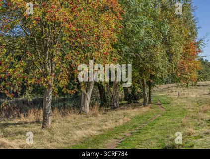 Woodland-Szene Stockfoto
