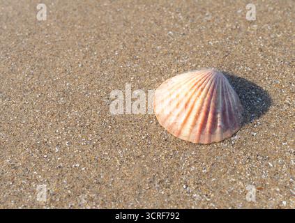 Eine einzelne Limettenschale an einem Sandstrand Stockfoto