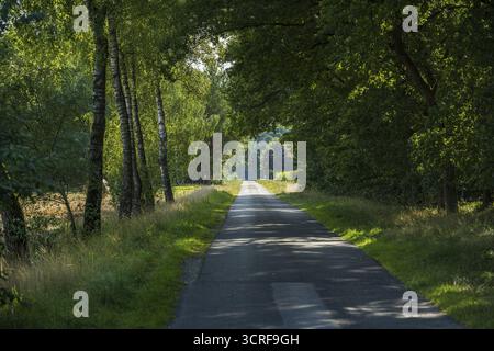 Eine schmale Straße gesäumt von hohen, grünen Bäumen, die Schatten auf den Weg werfen, Guetersloh, Westfalen Stockfoto