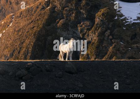 Blick auf ein weißes Pferd, das majestätisch auf einem dunklen Kamm steht und im warmen Glanz der untergehenden Sonne vor zerklüfteten Klippen, Island, getaucht ist. Stockfoto