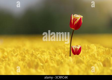 Blick auf markante rote und gelbe Tulpen, die über einem leuchtenden Meer aus gelben Blüten ragen, in sanftes Licht getaucht, Lisse, Südholland, Niederlande. Stockfoto