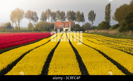 Der Blick auf die leuchtenden roten und gelben Tulpenfelder erstreckt sich zu einem malerischen Haus unter einem weichen Himmel und schafft eine malerische Landschaft, Lisse, Niederlande. Stockfoto