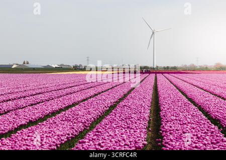 Der Blick auf leuchtende, pinkfarbene Tulpenfelder erstreckt sich zum Horizont unter dem Glanz eines hellen Himmels, mit einer einsamen Windturbine, die hoch steht, Lisse, Netherl Stockfoto