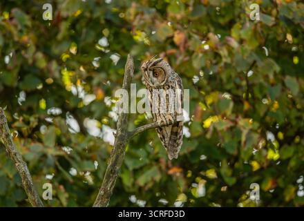 Lange Eared Owl Stockfoto