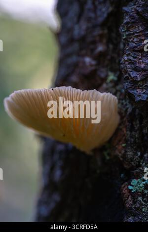 Nahaufnahme eines Austernpilzes (Pleurotus ostreatus) mit sichtbaren Kiemen, die auf Baumrinde im Wald des Apuseni-Gebirges in Rumänien wachsen Stockfoto
