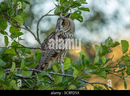 Lange Eared Owl Stockfoto